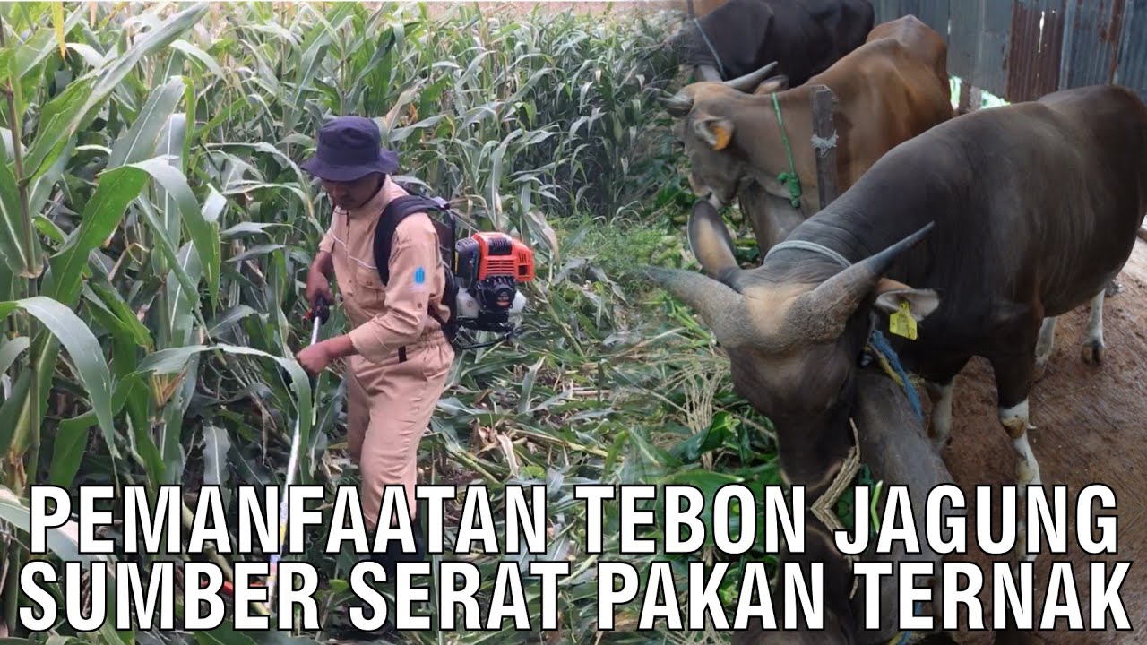 
                                 Pemanfaatan-Tebon-Jagung-Sumber-Serat-Pakan-Ternak